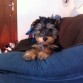 las orejas ai estan agachaditas, aora despues de dos semanas tomandose unas pastillitas y con esparadrapo que le puso el veterinario las levanta, aunque aveces se le van de lado